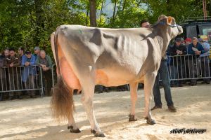 Vizechampion und Schneutersiegerin Jongleur Silvana von GoldHill Genetics 2